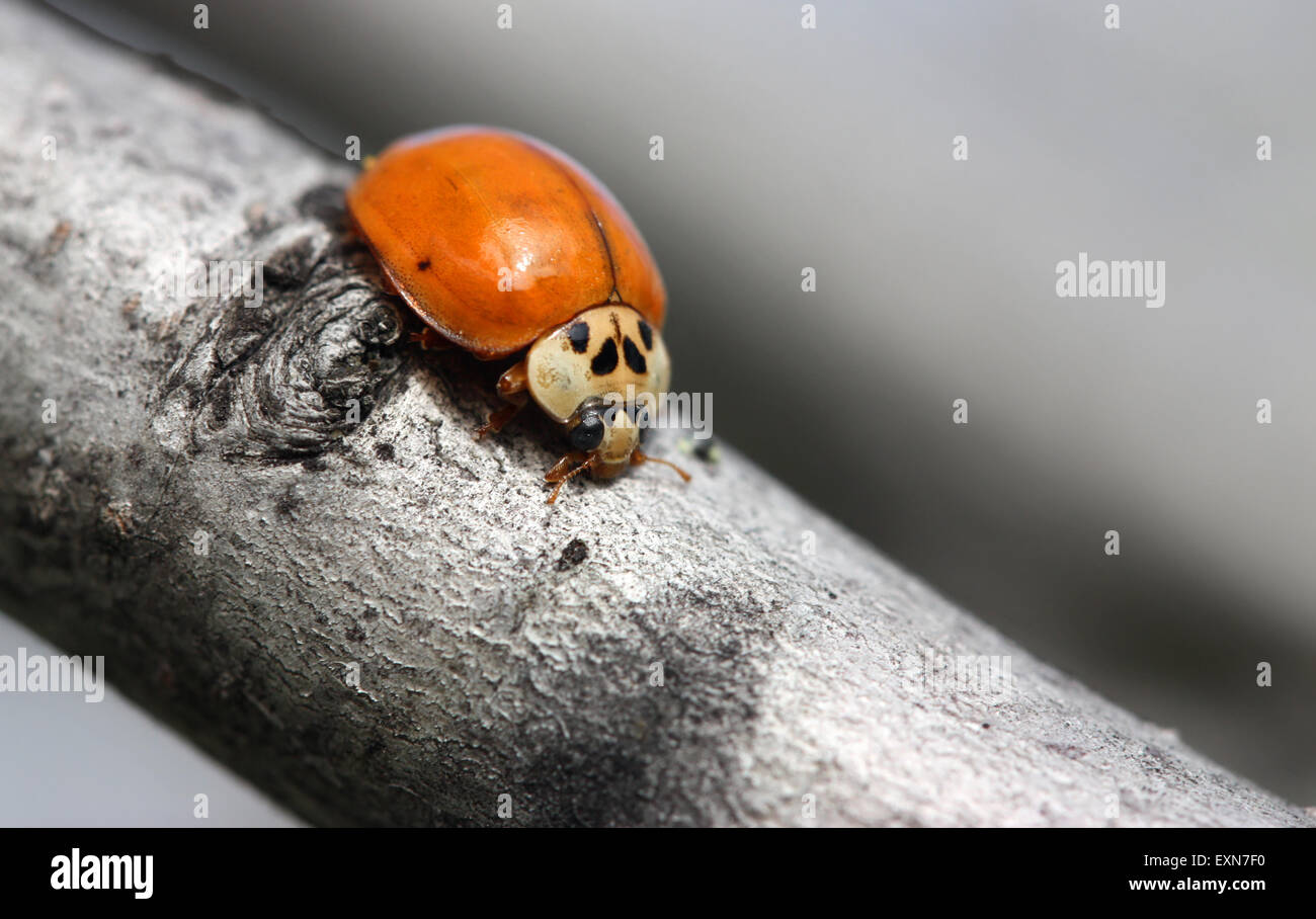 Orange ladybug on tree branch Stock Photo