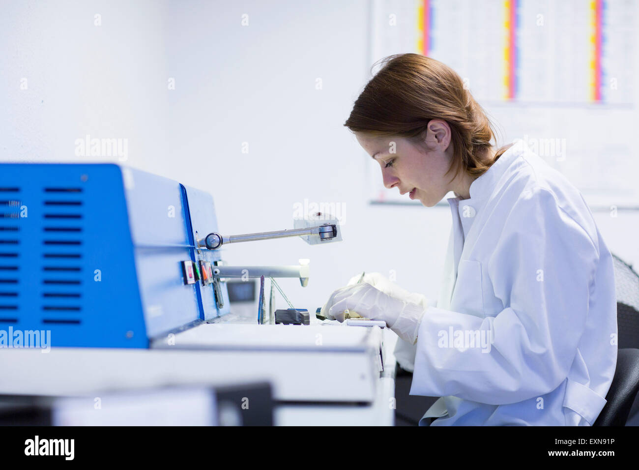 Medical laboratory assistant dissecting samples Stock Photo Alamy