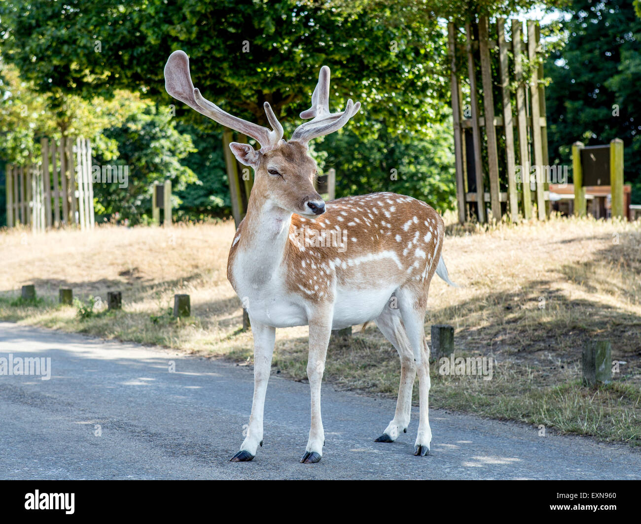 Young Male Deer Richmond Park London UK Stock Photo