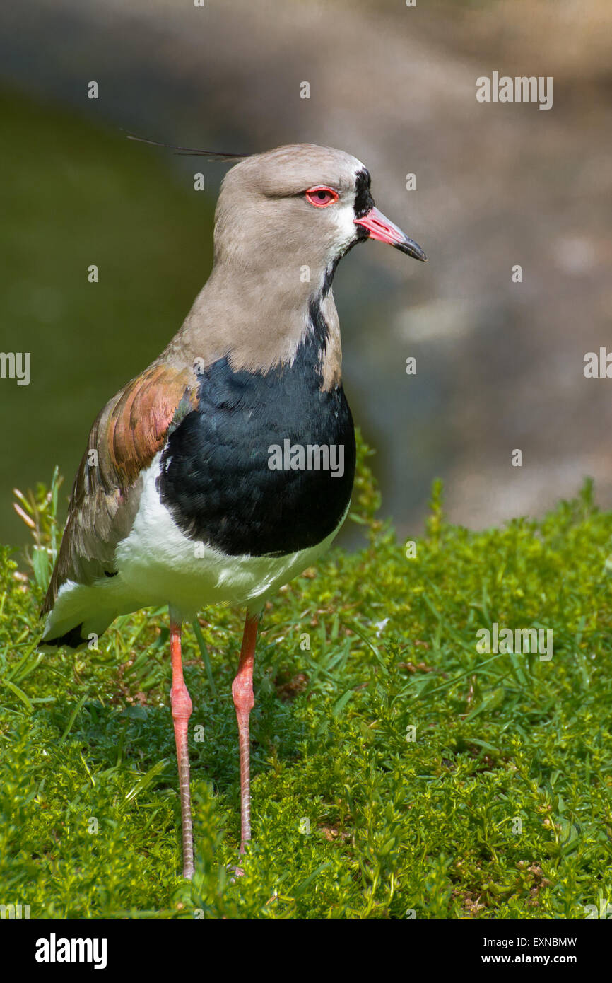 A southern lapwing standing near the water. Stock Photo