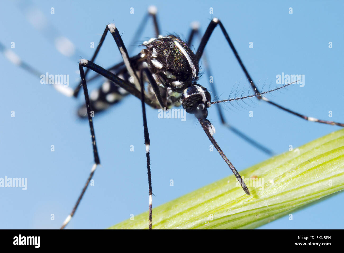 Asian Tiger Mosquito (Aedes albopictus) Stock Photo