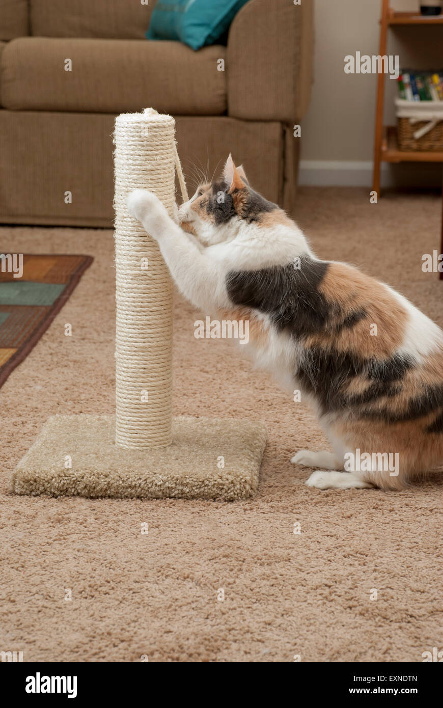 Cat using scratching post, showing living room Stock Photo Alamy
