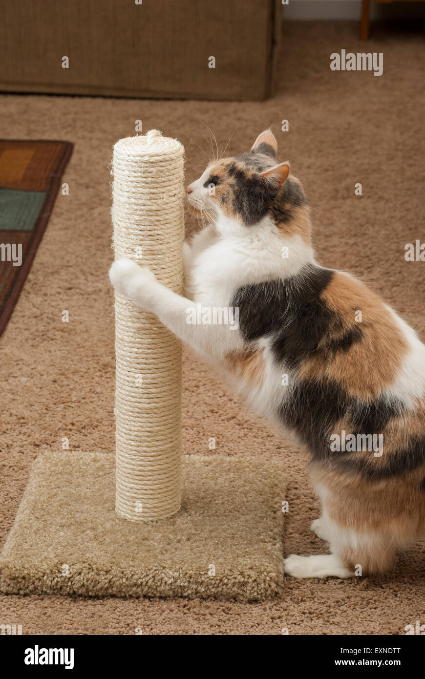 Cat hugging scratching clearance post