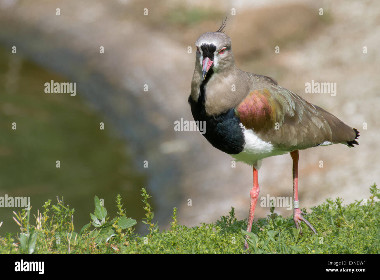 A southern lapwing walking along the edge of the water. Stock Photo