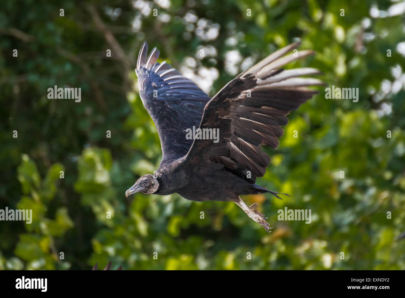 Vulture in flight hires stock photography and images Alamy