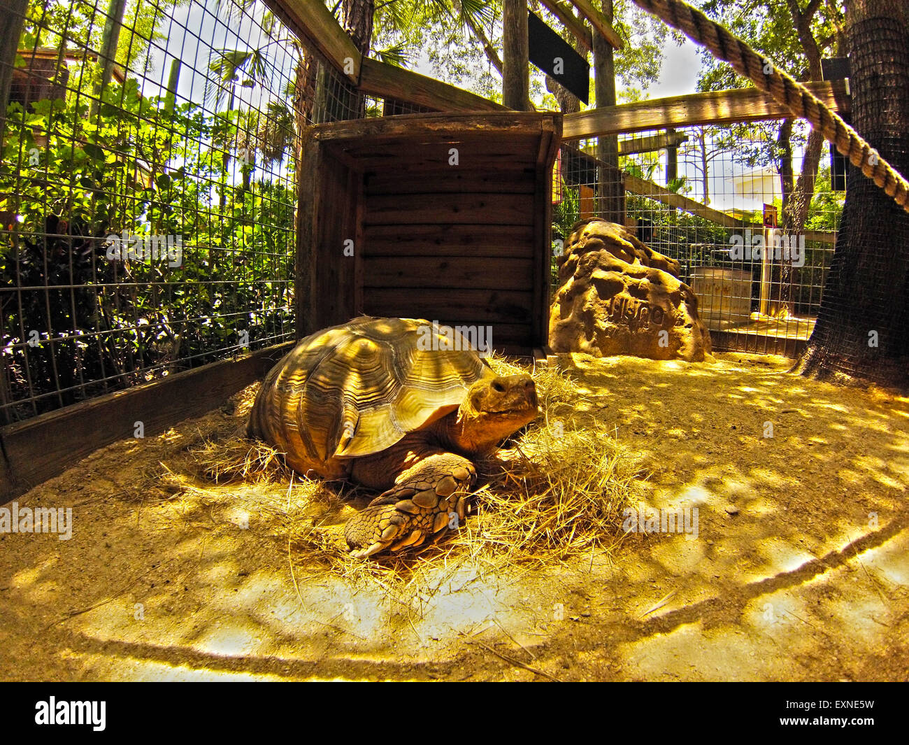 Tortoise at Melbourne Zoo, Florida Stock Photo