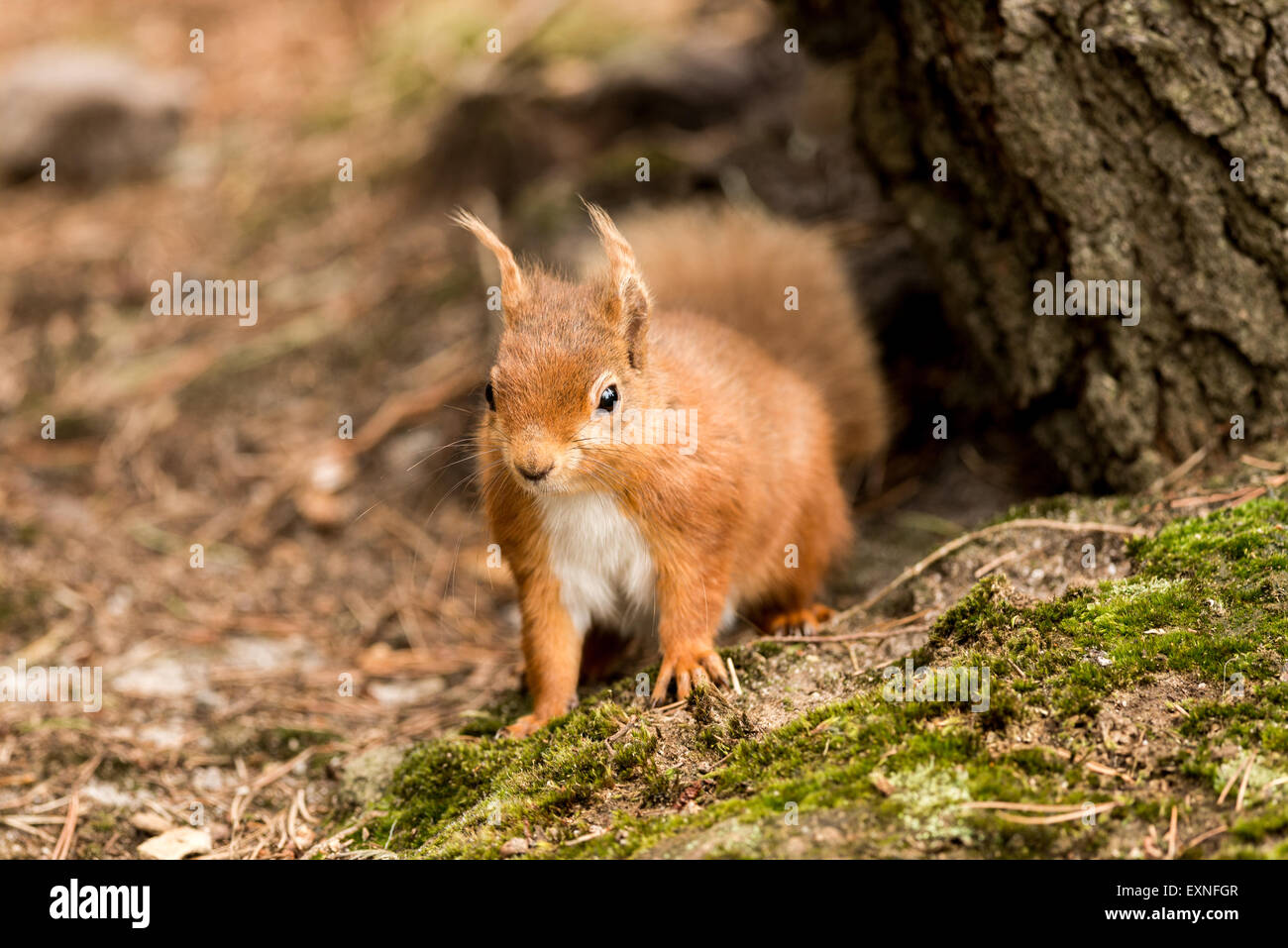 red squirrel squirrel, wildlife, brown, red, eye, fur, cute, rodent,  nature, mammal, tail, forest, looking, wild, animal Stock Photo - Alamy, image size:1300x957