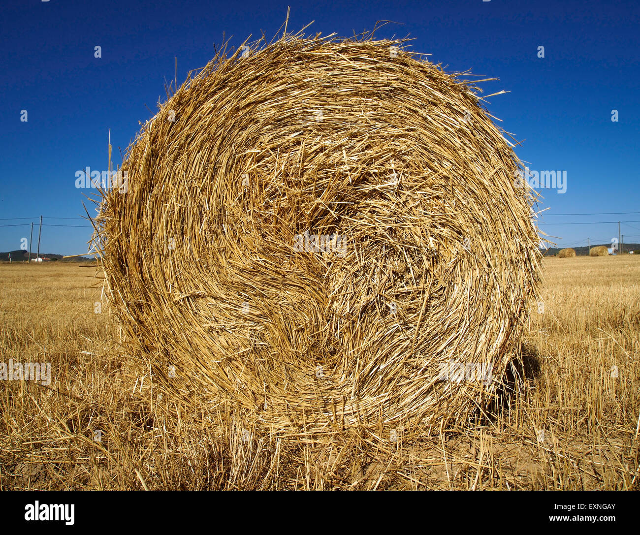 stalk of straw Stock Photo Alamy