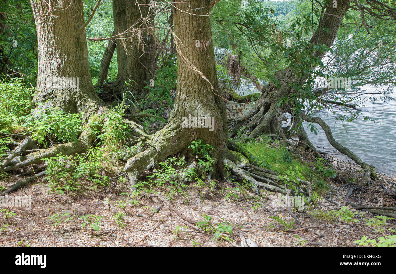 Alluvial forest on the waterfront of Danube in National park Donau-Auen in Austria. Stock Photo