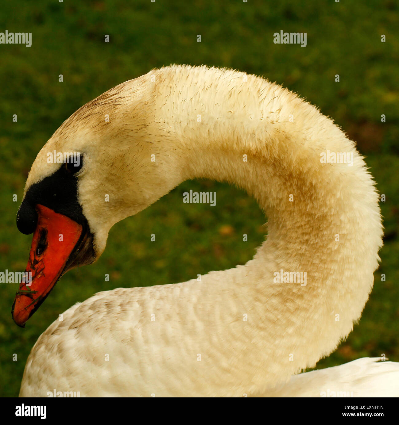 British monarch retains the right to ownership hires stock photography and images Alamy