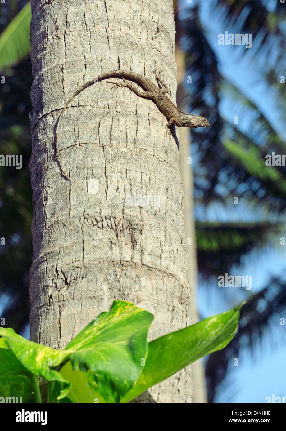 medium lizard in wild nature on palm tree Stock Photo