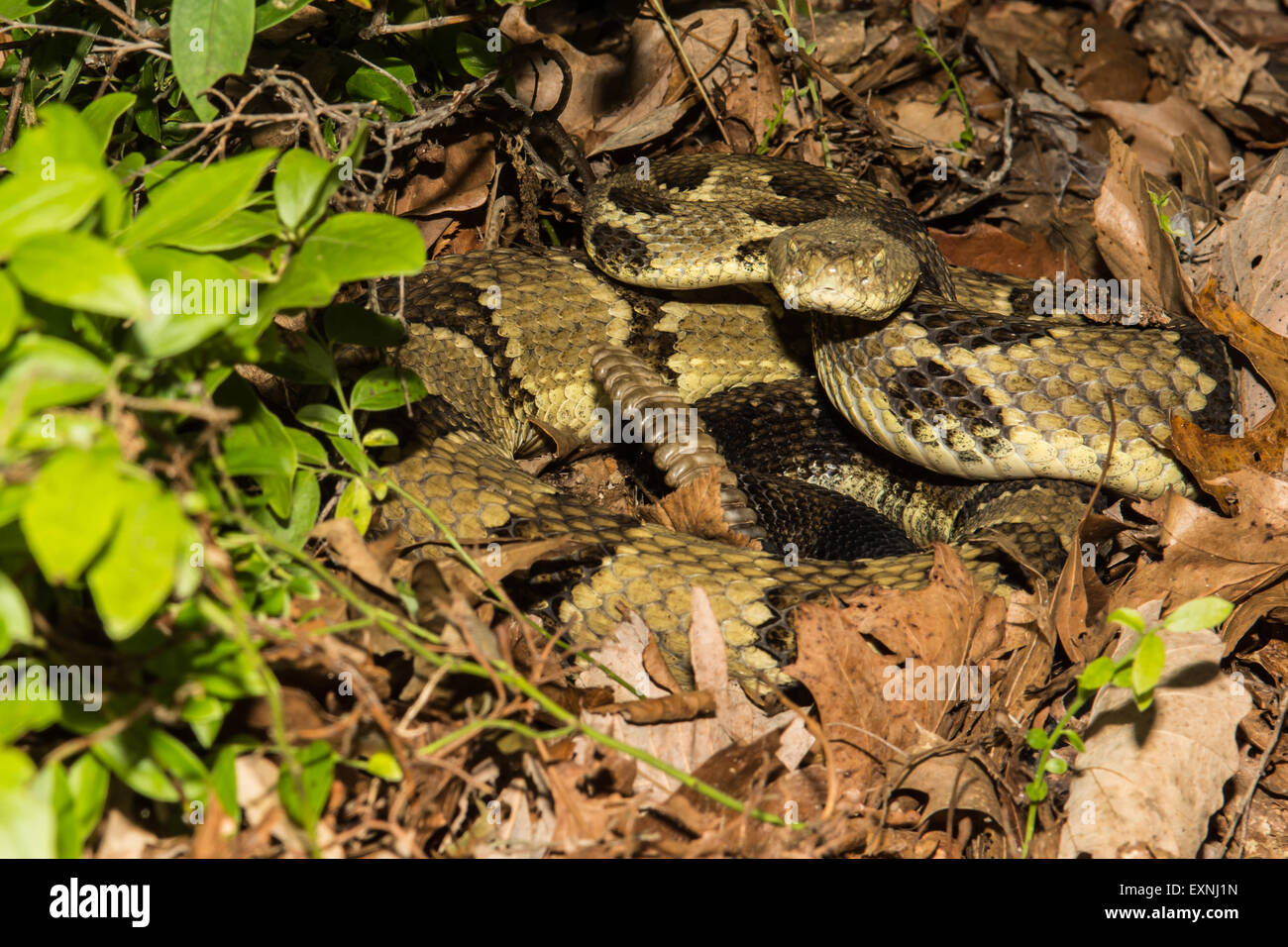 Timber Rattlesnake Stock Photo