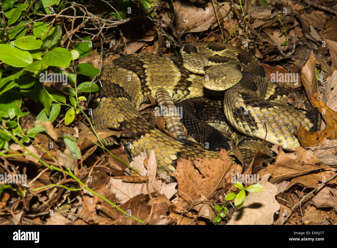 Timber Rattlesnake Stock Photo