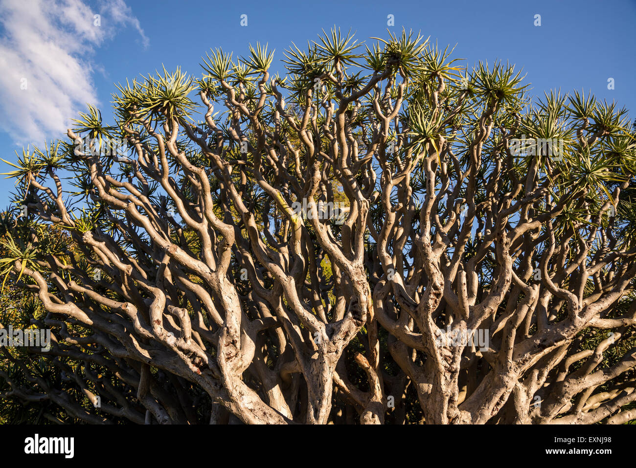 Dracaena draco tree, Royal Botanic Gardens, Sydney, Australia Stock Photo