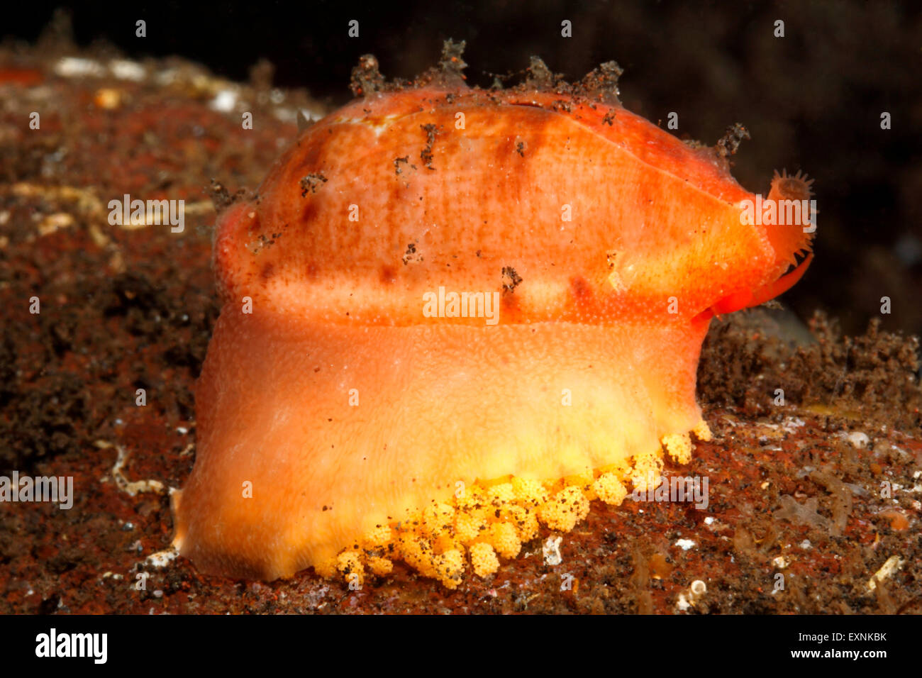 Tapering Cowry or Cowrie shell, Talostolida teres. May also be Pellucens Cowry, or Cowrie Talostolida pellucens, sitting on her yellow eggs. Stock Photo