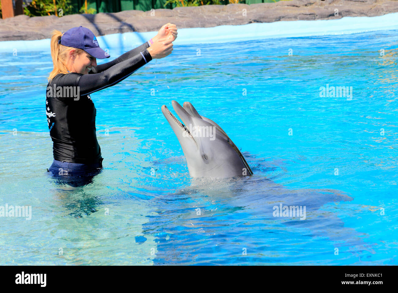 Dolphin trainer interacts with two Indo-Pacific Bottlenose Dolphins,Tursiops aduncus, at Dolphin Marine Magic, Coffs Harbour, NSW, Australia Stock Photo