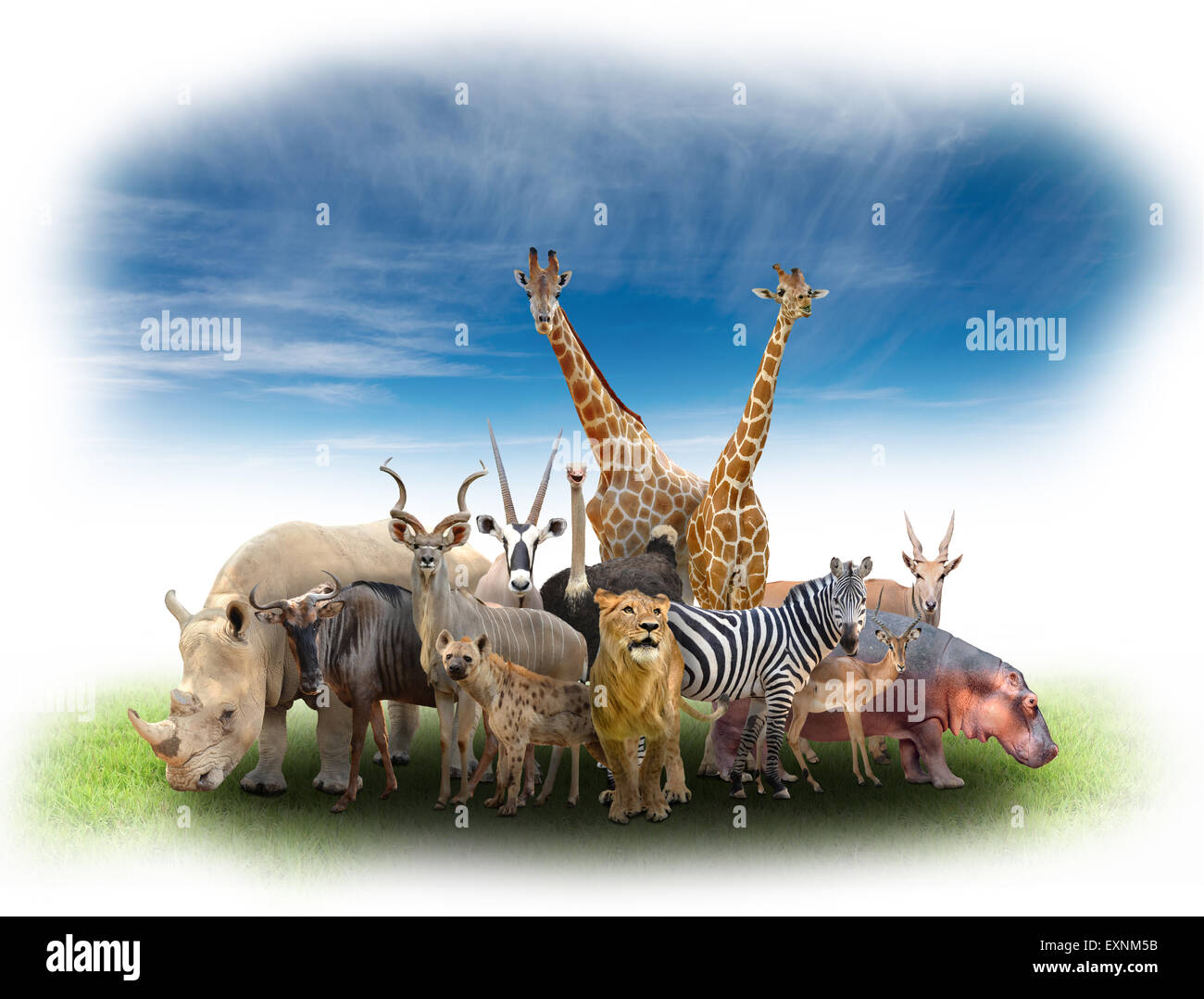 group of africa animals  with green grass and blue sky Stock Photo