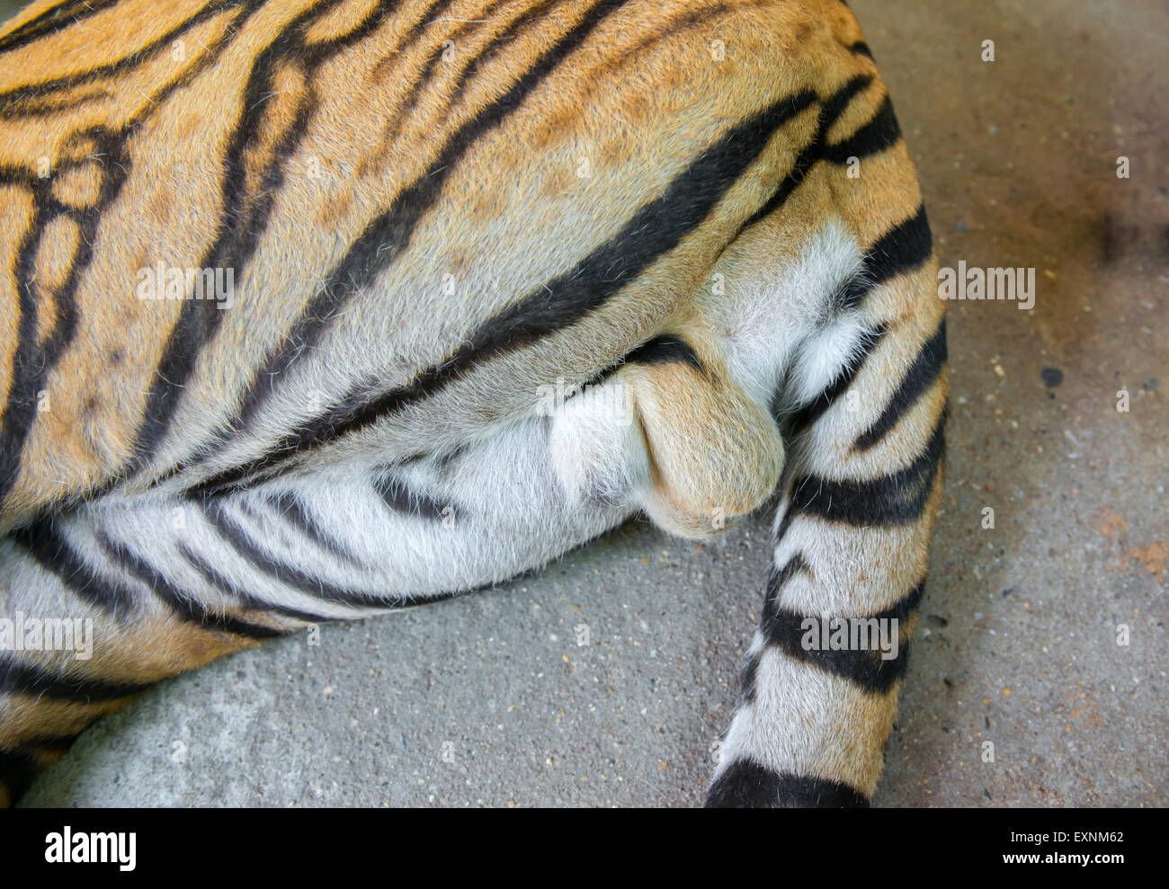 Әйелдеріміздің жетілген кискаларының суреттері