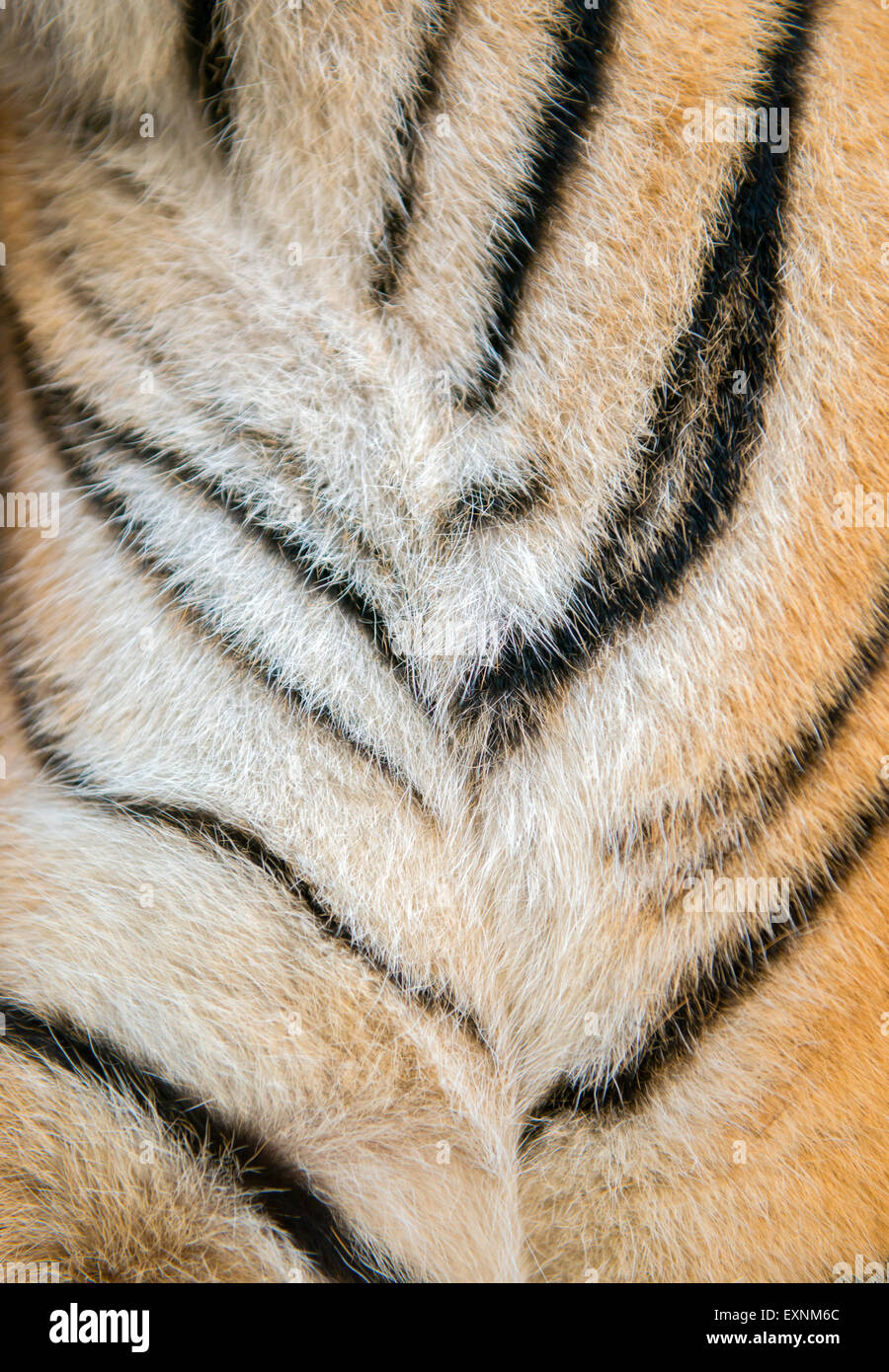 background textured of real bengal tiger fur Stock Photo
