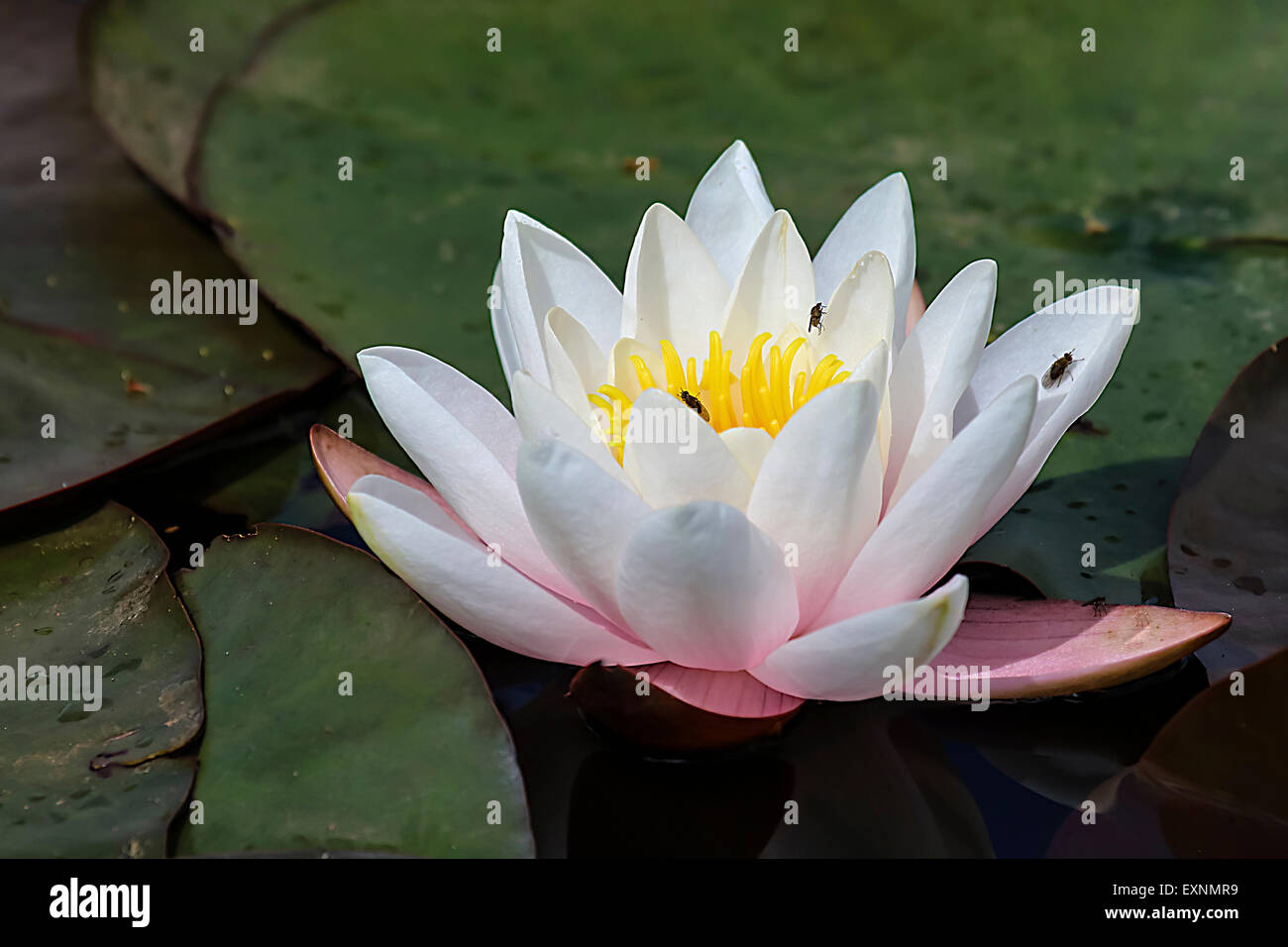 Single flower of a water lily on a bed of leaves with flies on the petals Stock Photo