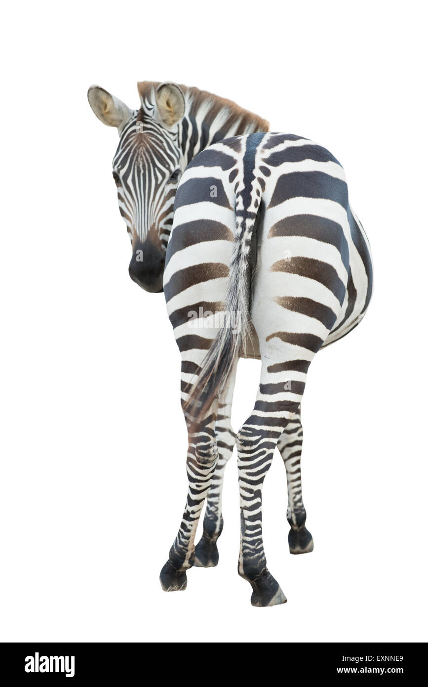 zebra isolated on white background Stock Photo - Alamy
