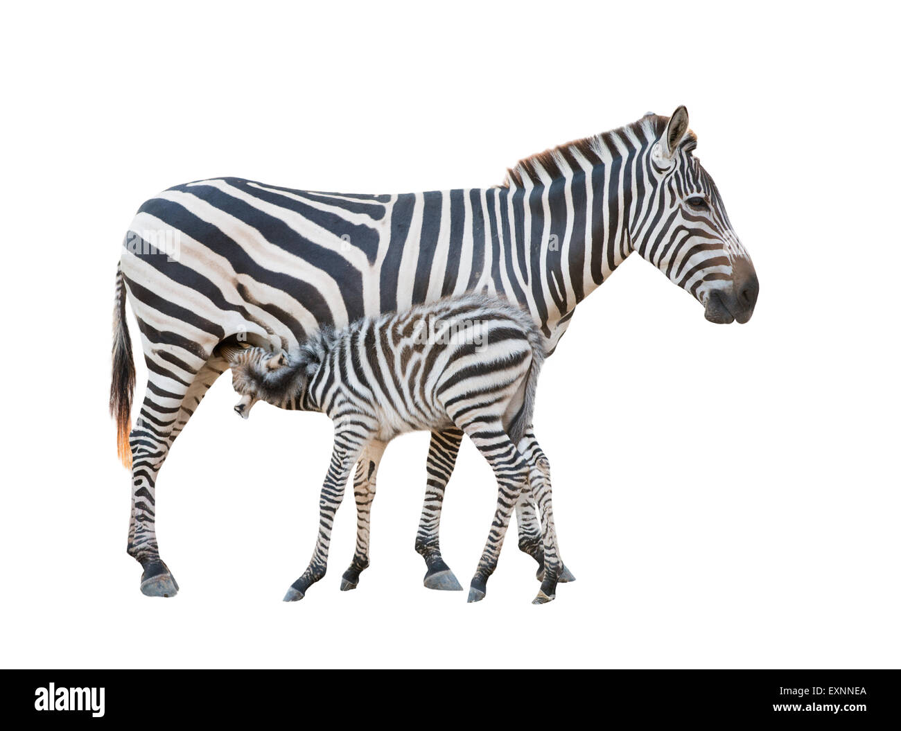 Breastfeeding baby african hires stock photography and images Alamy