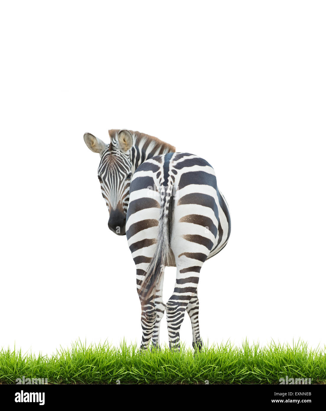 zebra with green grass isolated on white background Stock Photo - Alamy