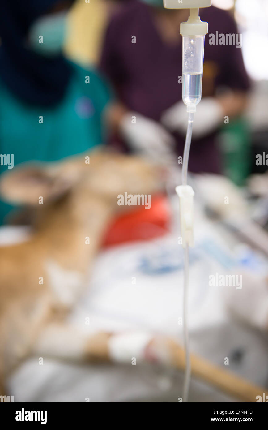 Veterinarian performing an operation on a nyala in the operating room Stock Photo
