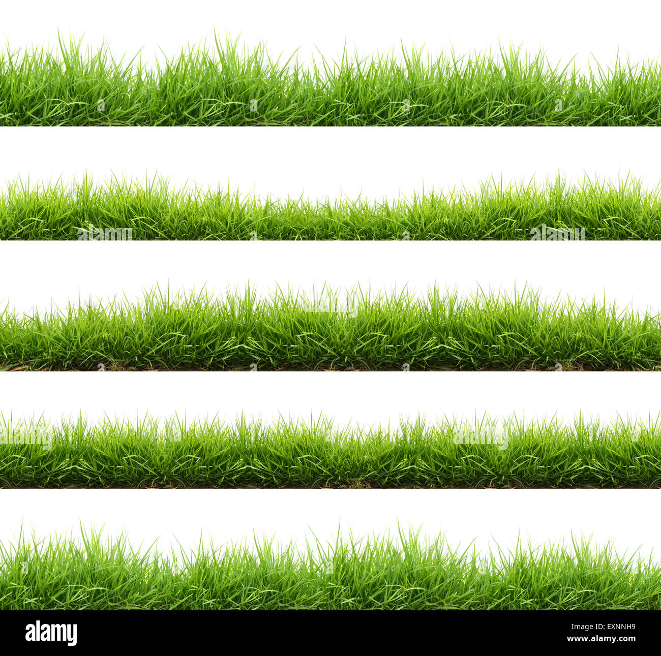 fresh spring green grass isolated on white background Stock Photo - Alamy