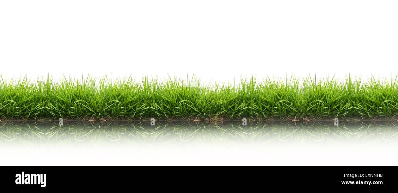 fresh spring green grass isolated on white background Stock Photo - Alamy