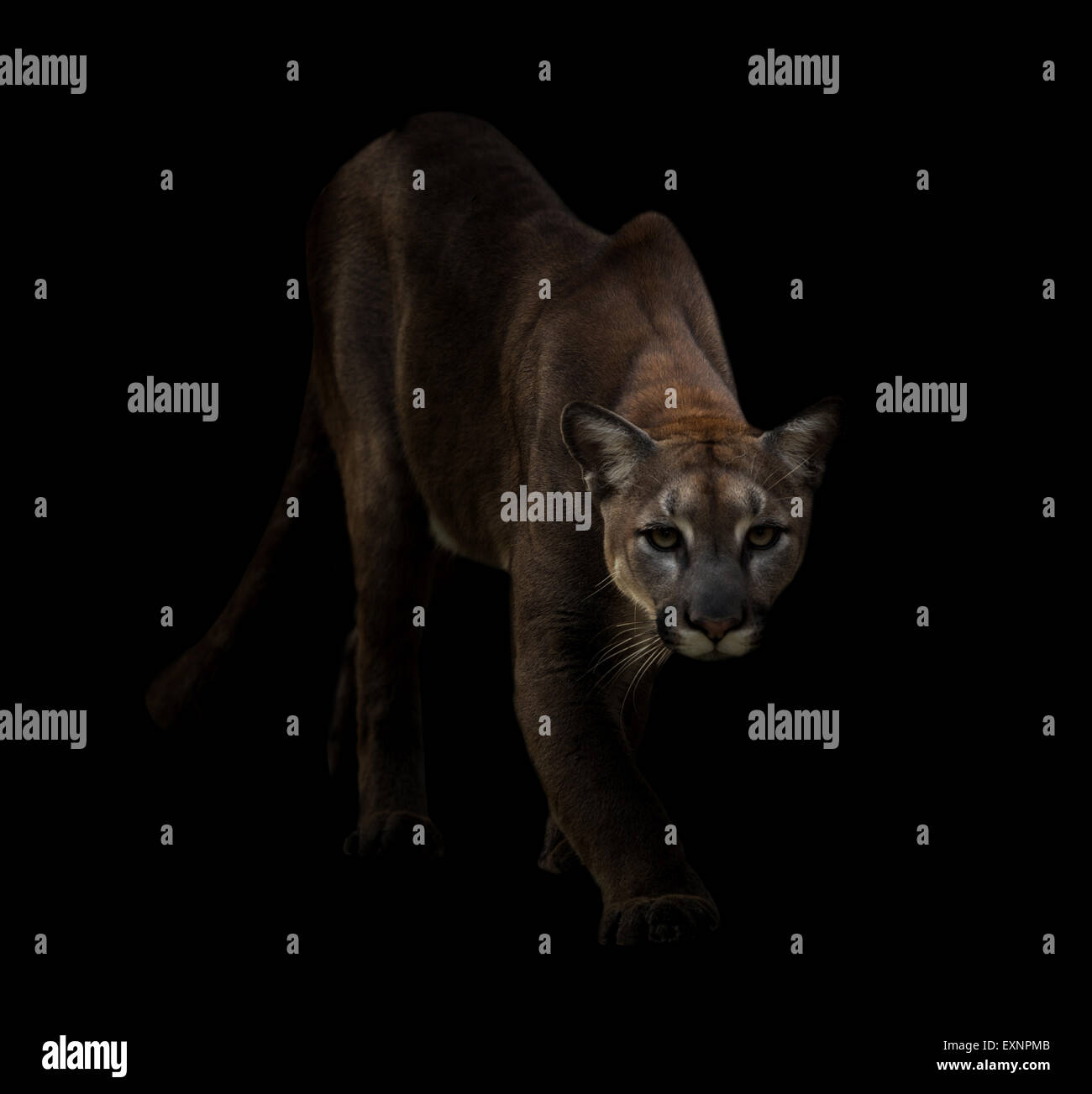 Puma is on the prowl in the dark Stock Photo