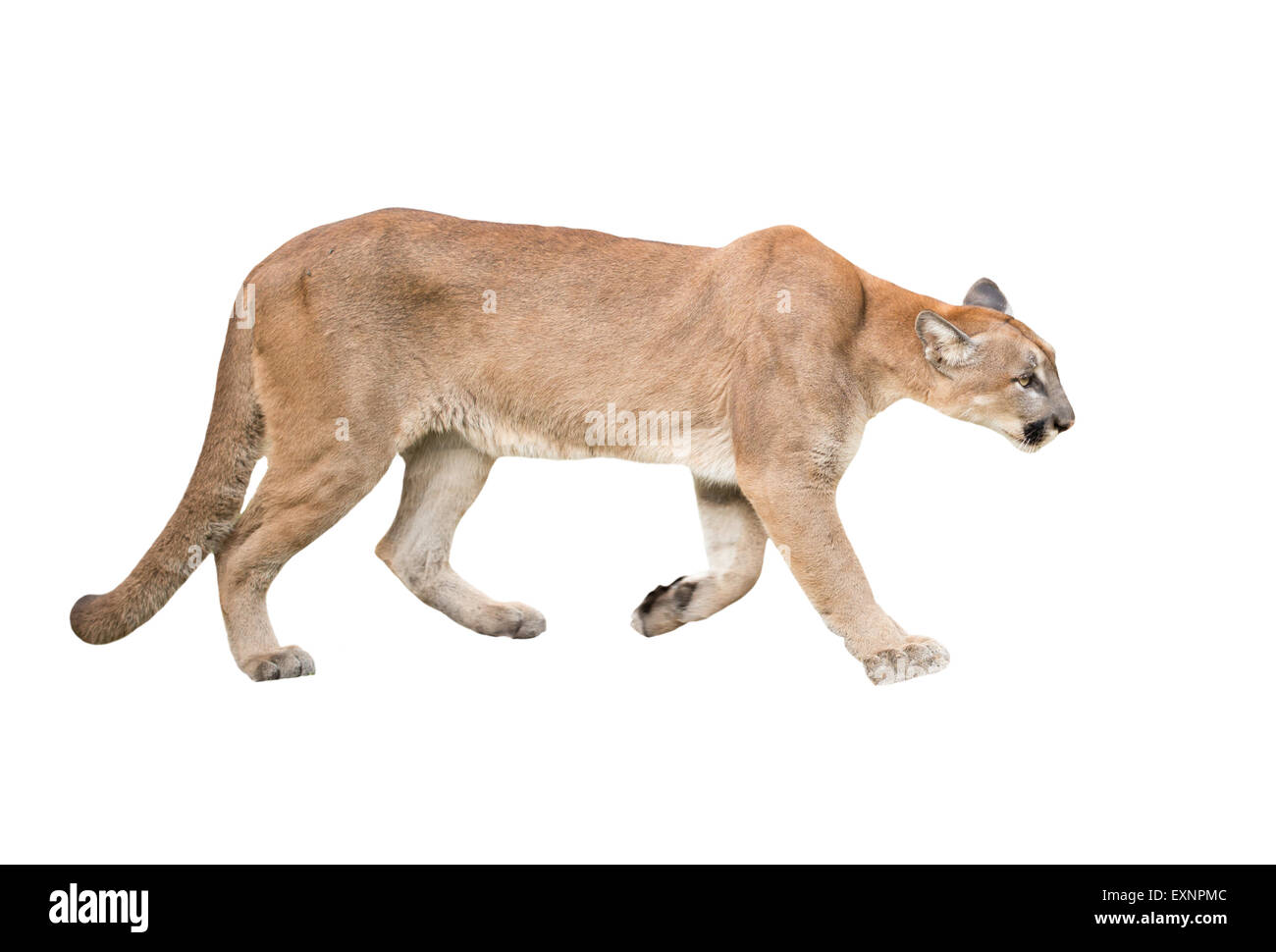 Cougar isolated hi-res stock photography and images - Alamy