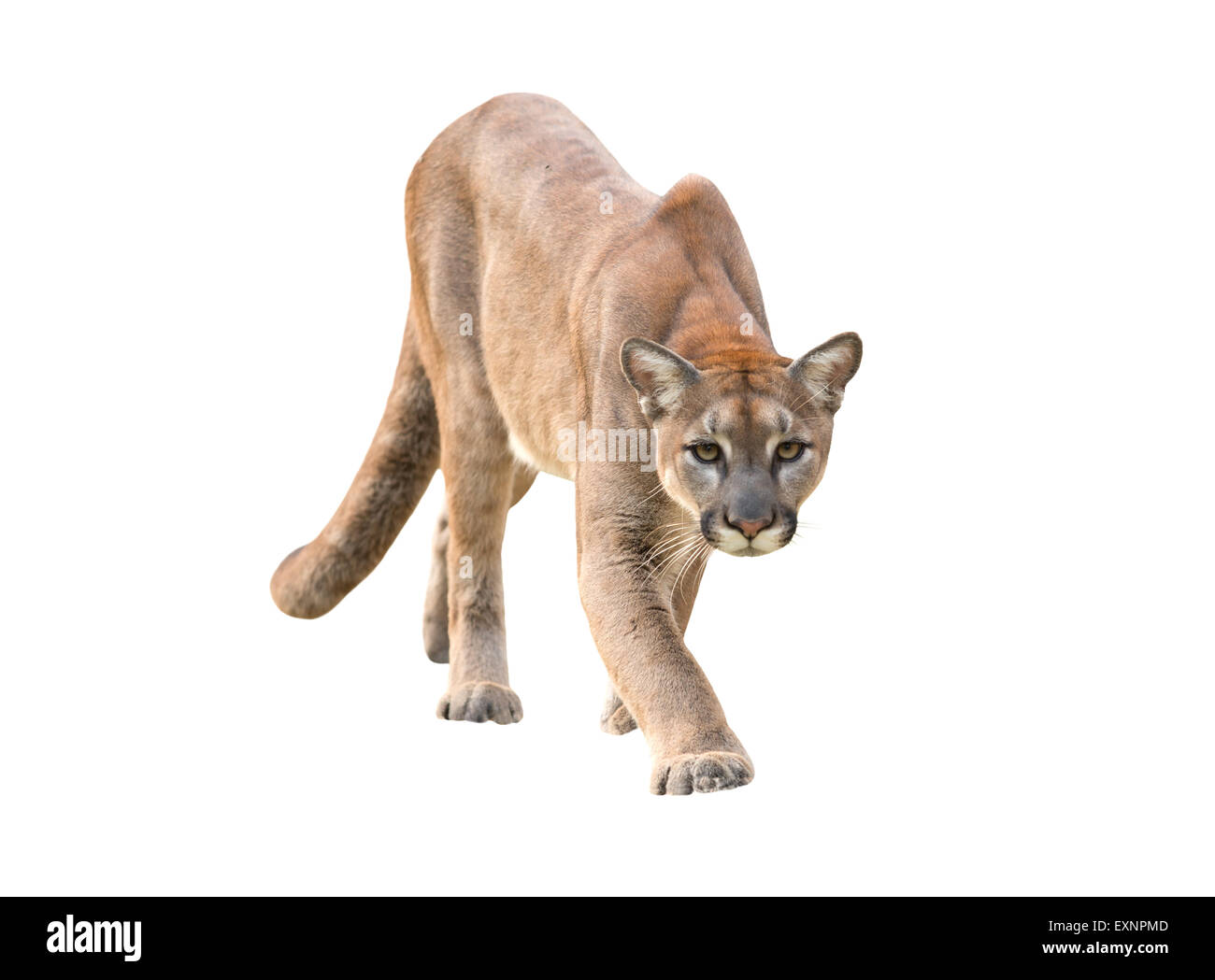 Mountain lion Cut Out Stock Images & Pictures - Alamy