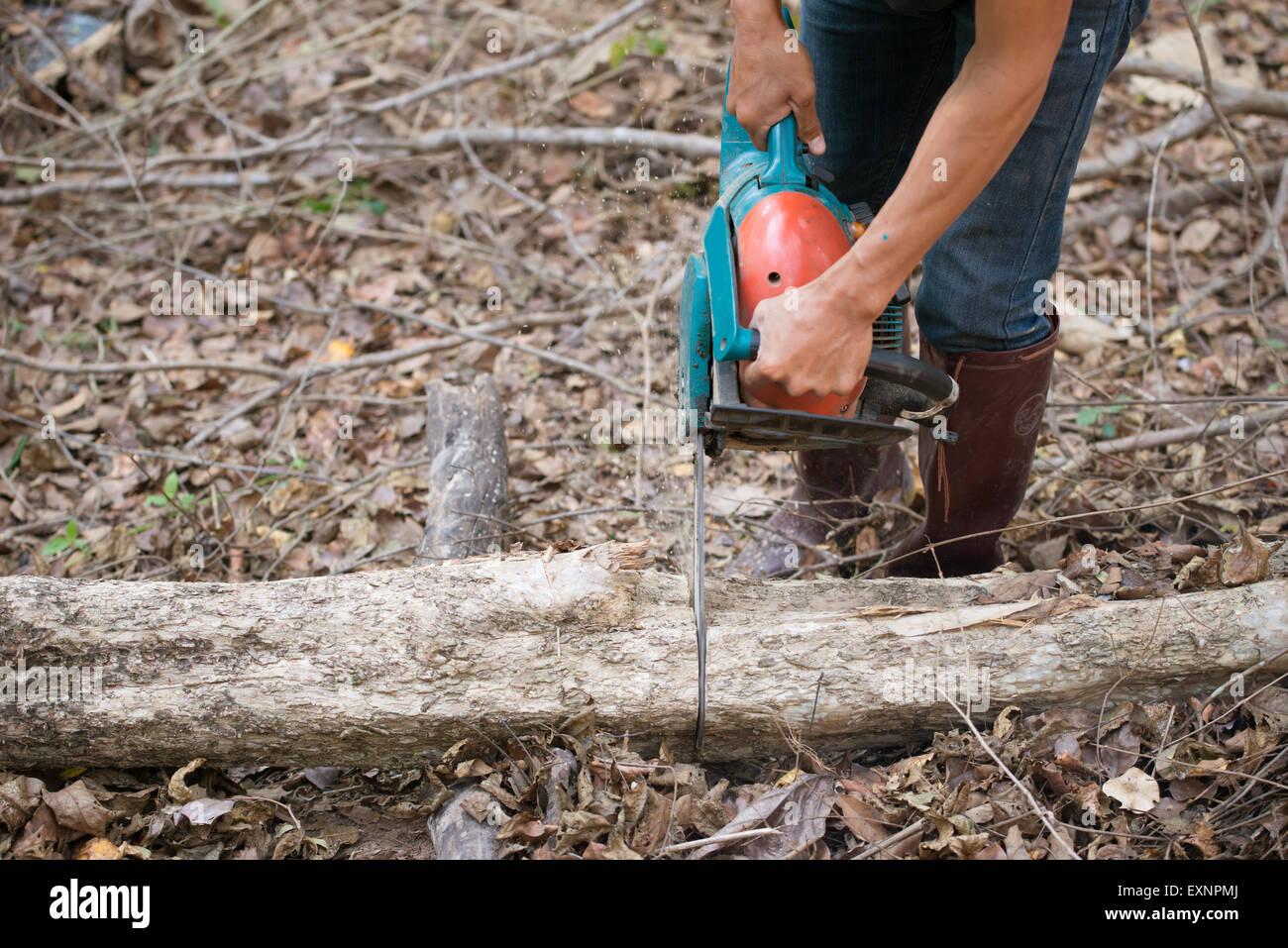 man cutting the log of wood with chainsaw Stock Photo
