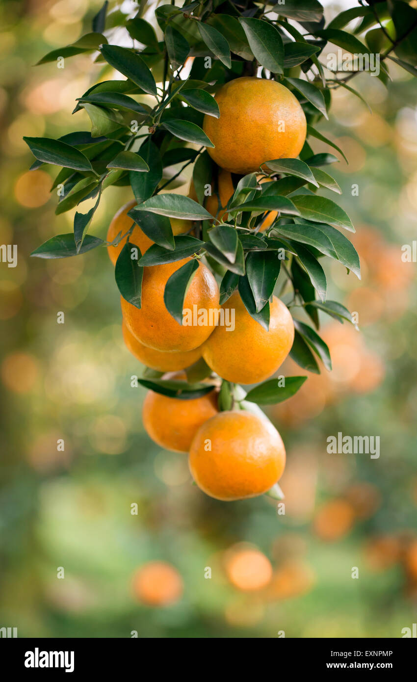 fresh orange hang on tree Stock Photo