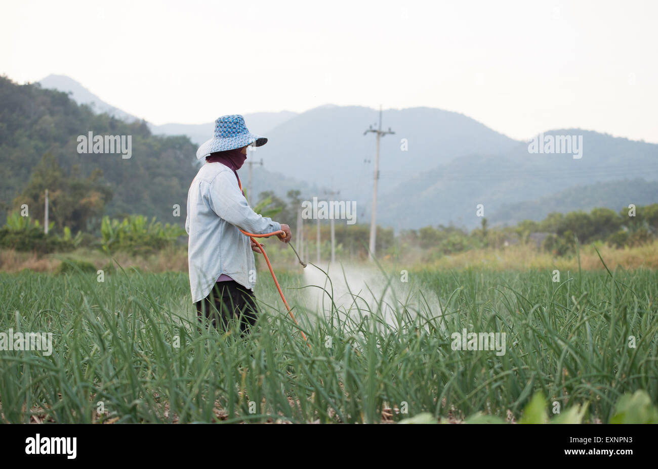 farmer spraying pesticide at onion field in thailand Stock Photo