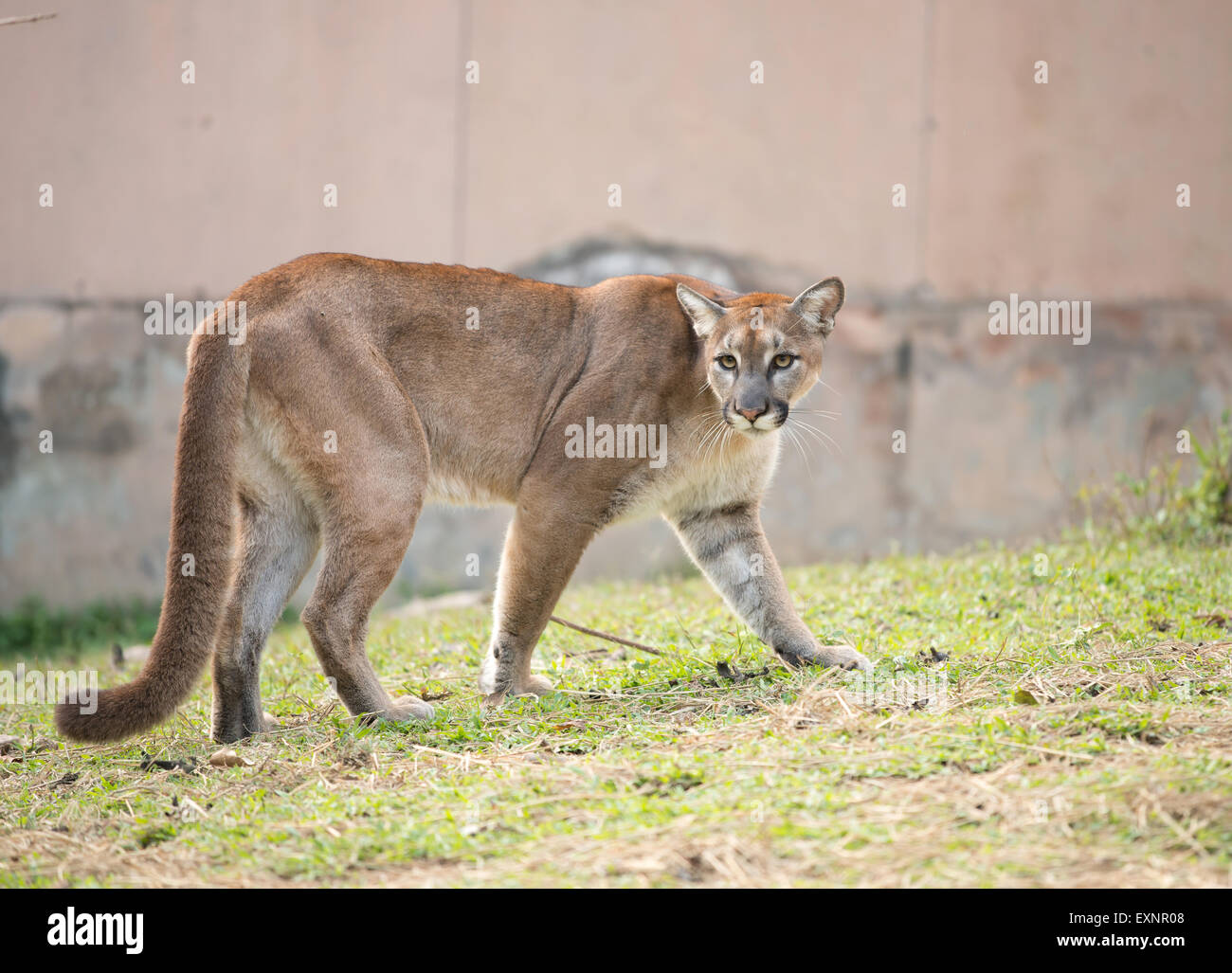 puma or cougar in zoo Stock Photo