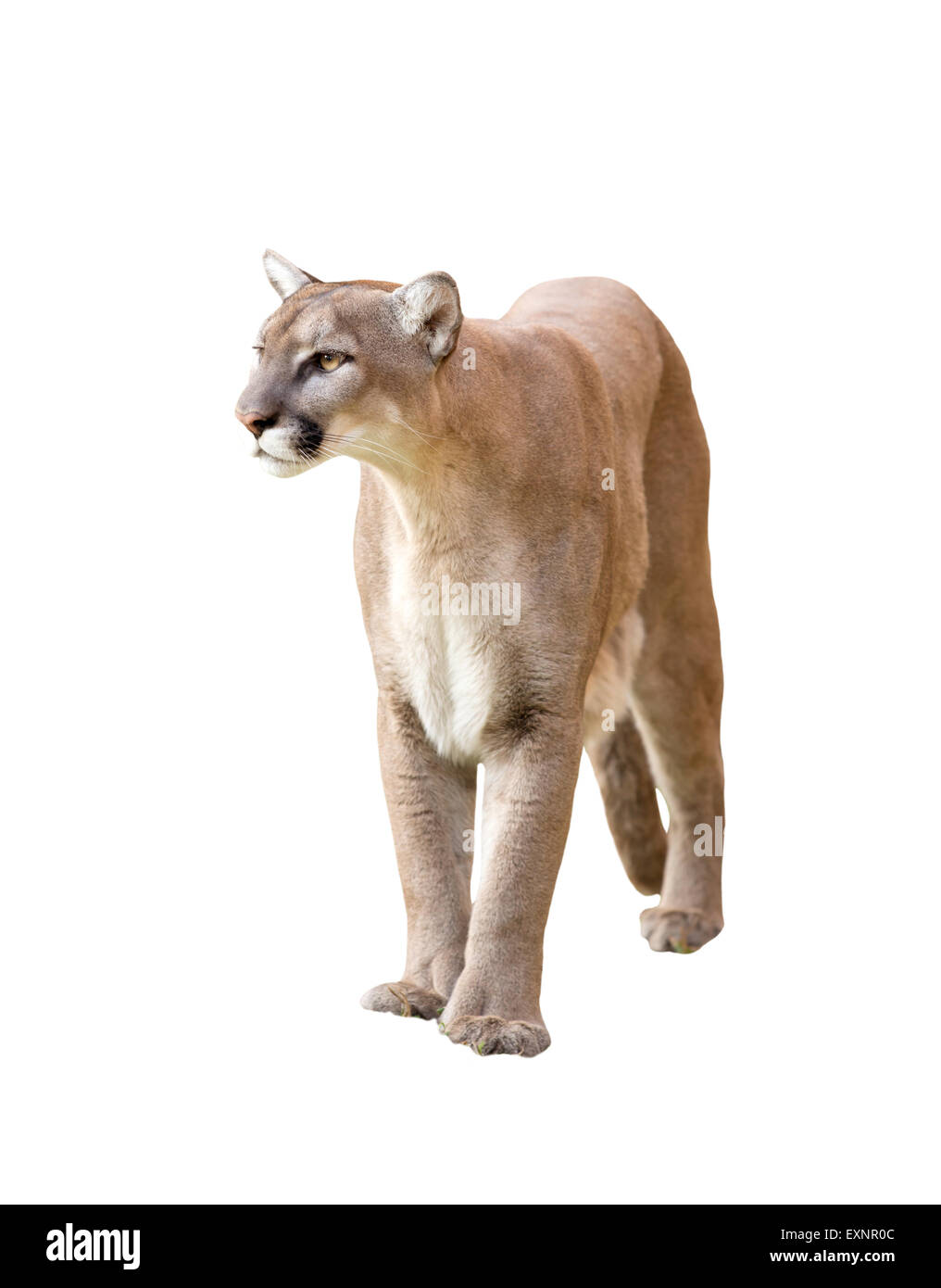 puma or cougar isolated on white background Stock Photo - Alamy