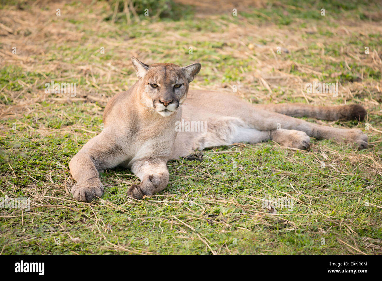 puma or cougar in zoo Stock Photo