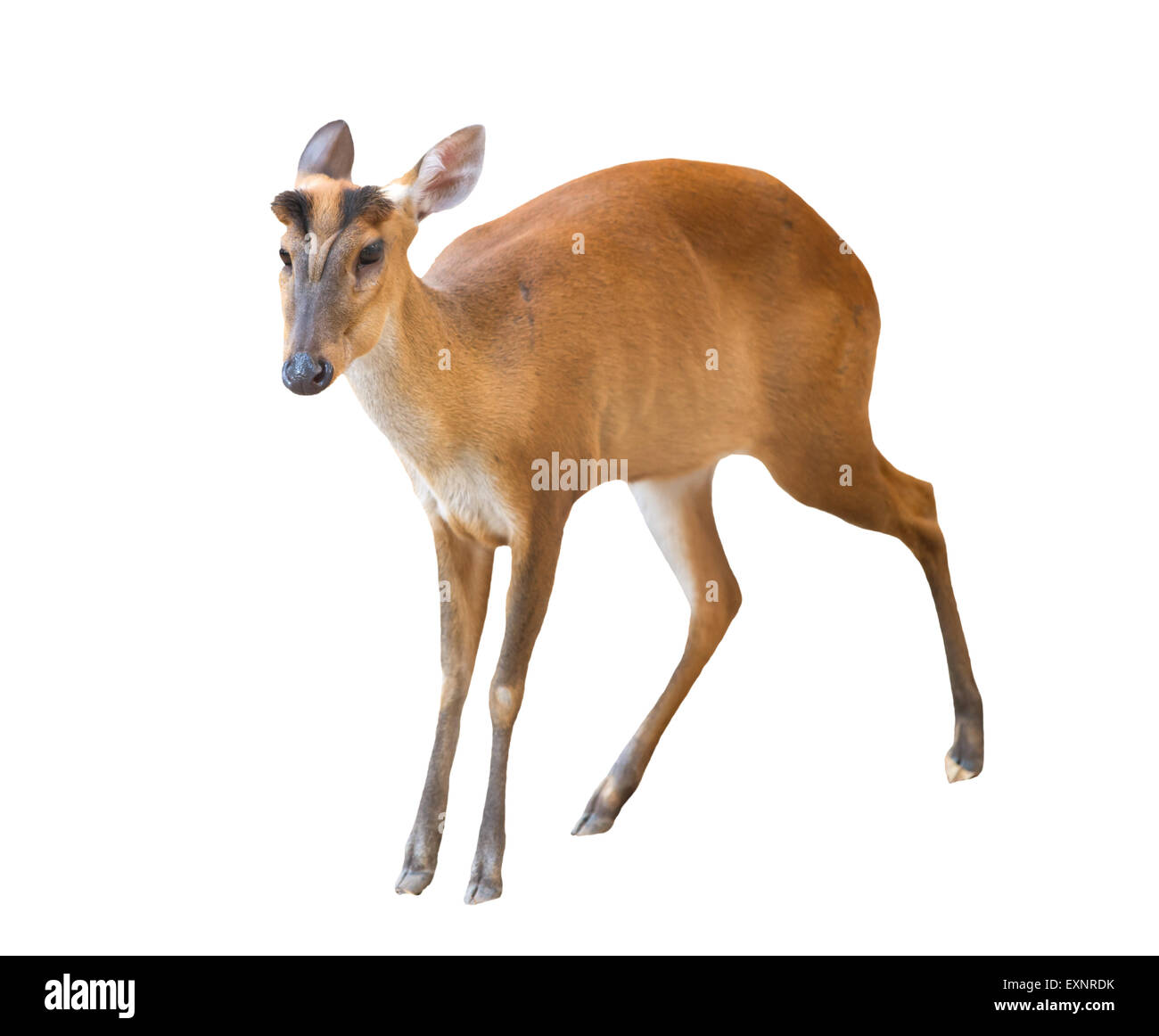 barking deer isolated on white background Stock Photo