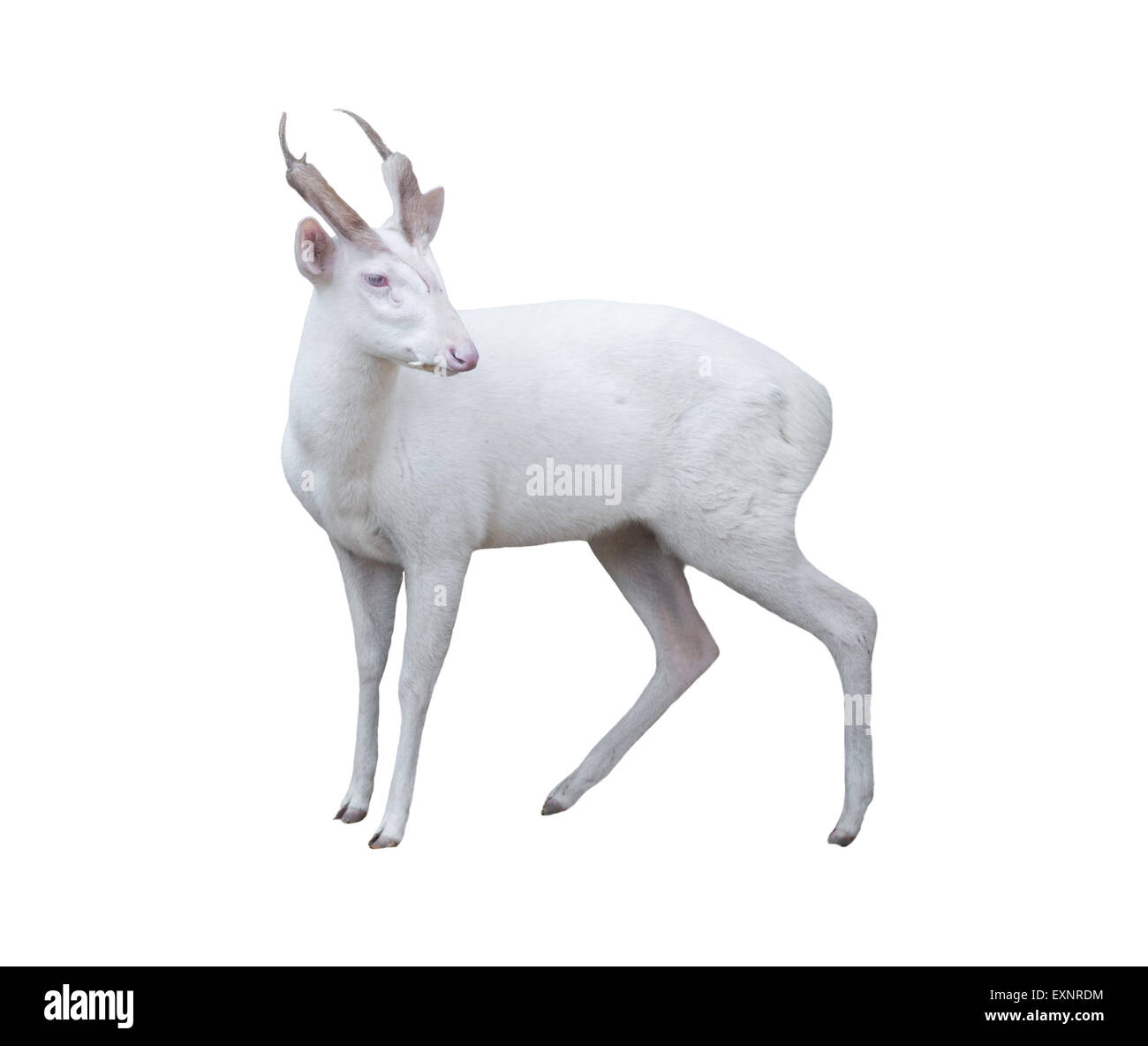 albino barking deer isolated on white background Stock Photo