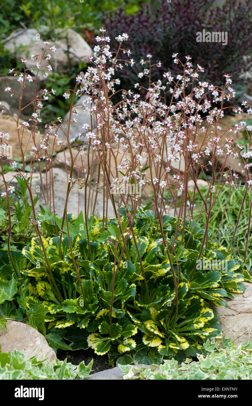 An alpine rockery plant Saxifragra x urbium Variegata flowering, Berkshire, May Stock Photo