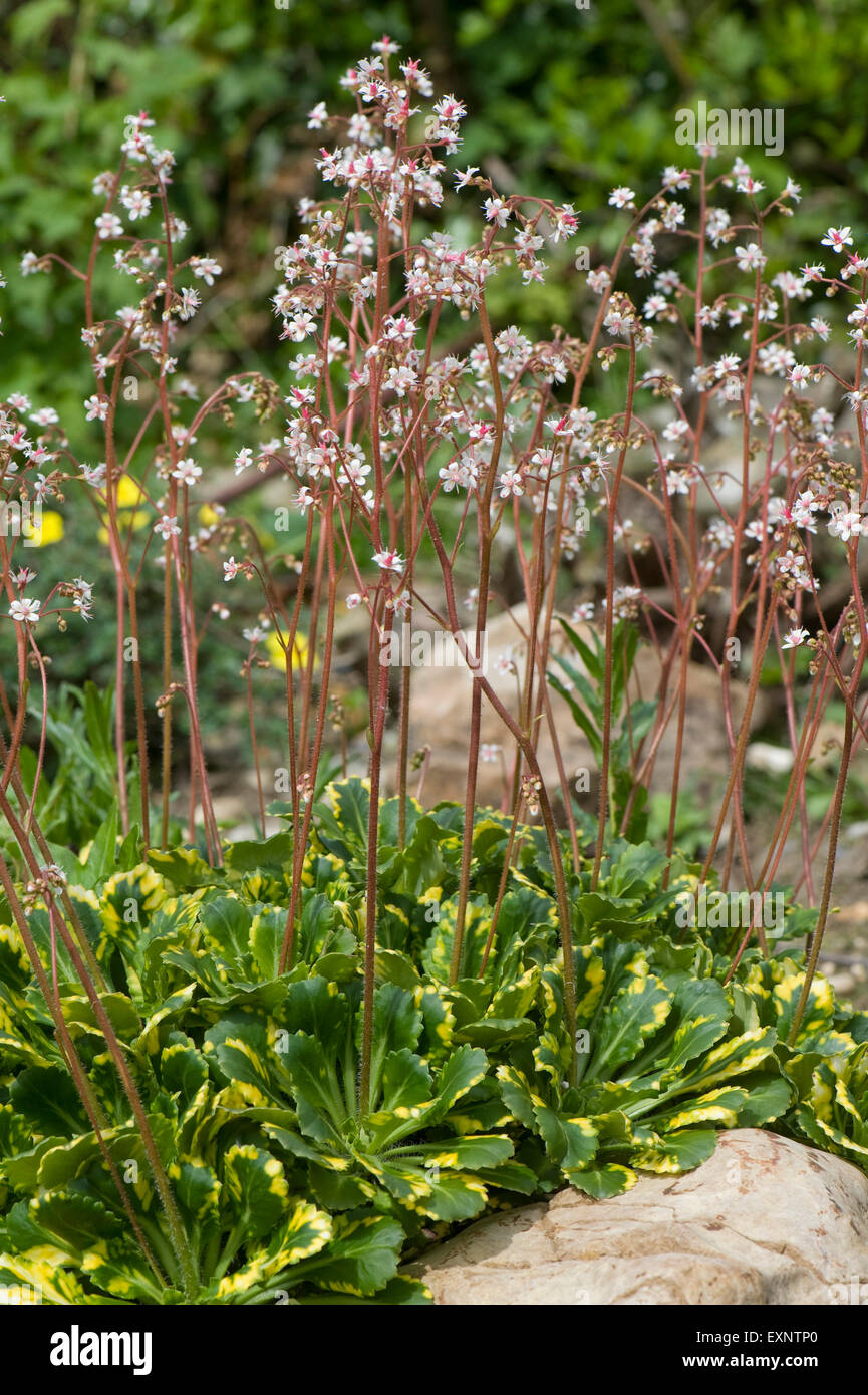 An alpine rockery plant Saxifragra x urbium Variegata flowering, Berkshire, May Stock Photo