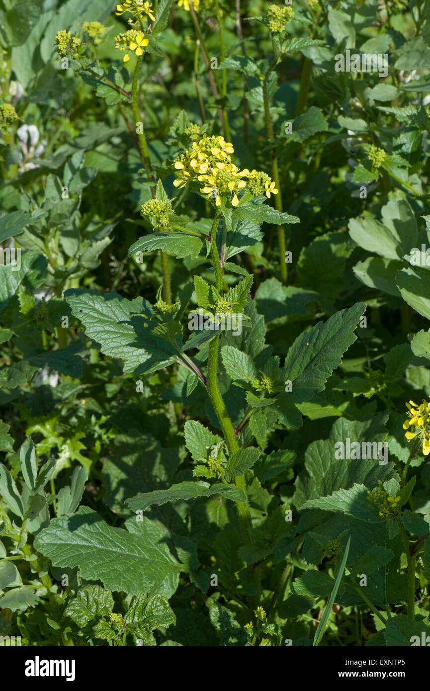 Charlock, wild mustard or field mustard, Sinapis arvensis, yellow flowering plants, weeds in both agriculture and garden Stock Photo