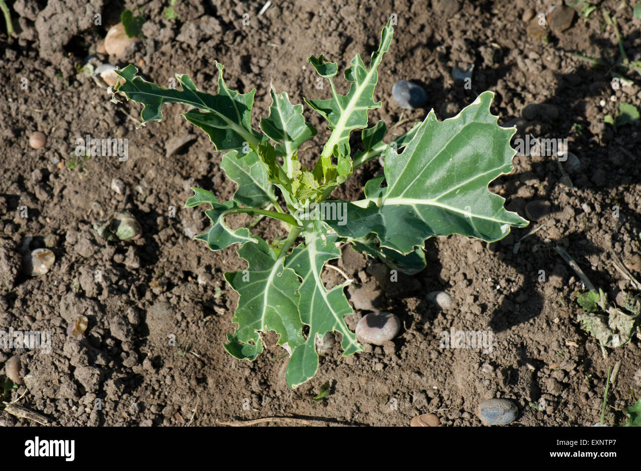 Young cabbage plants damaged, stripped and pecked by pigeons and other birds in a vegetable garden, Berkshire, May Stock Photo