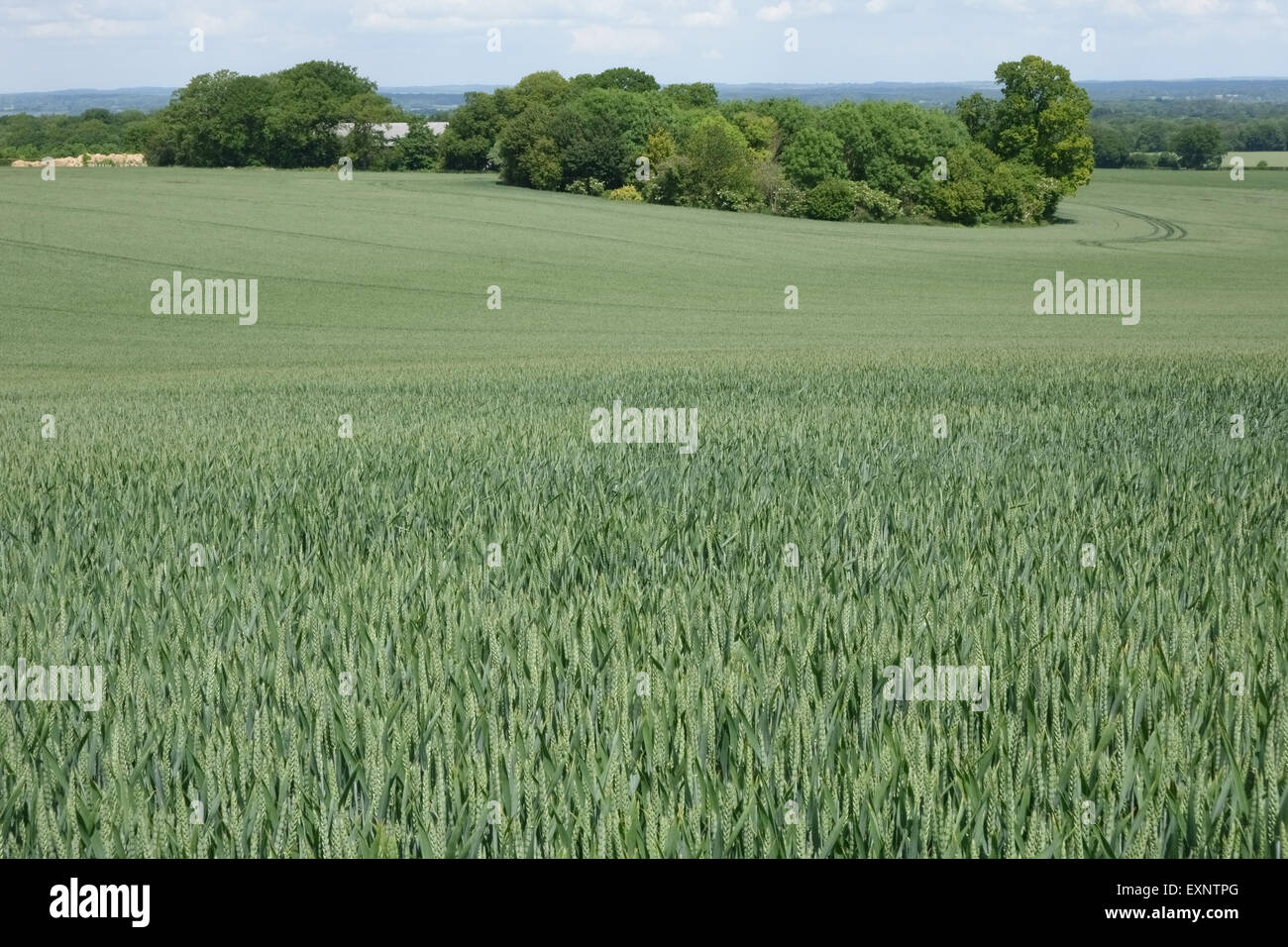Winter wheat crop coming into ear on a fine summer day in West Berkshire, June Stock Photo