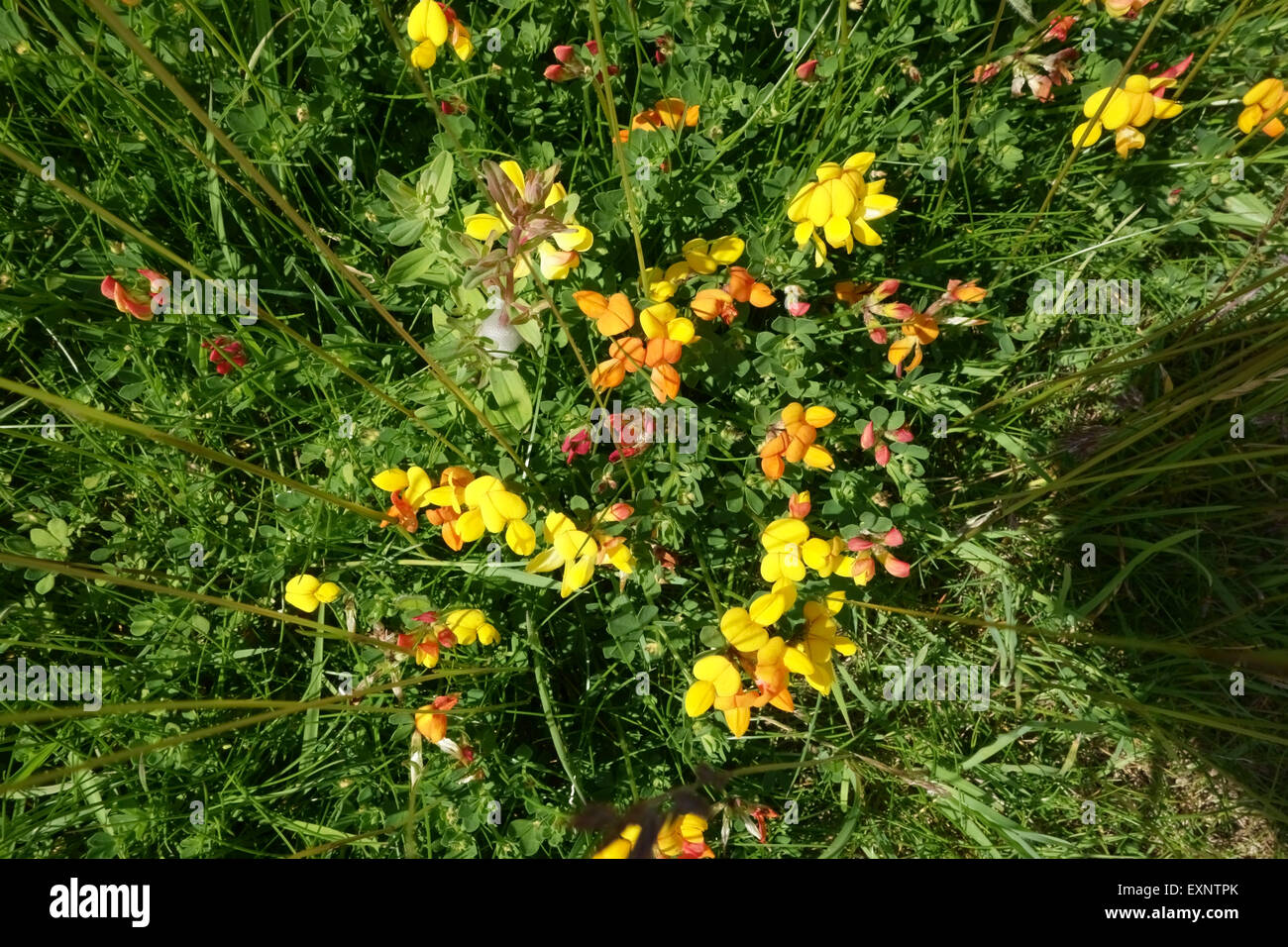 Birdsfoot trefoil, eggs & bacon, Lotus corniculatus, flowering in summer, Berkshire, June Stock Photo