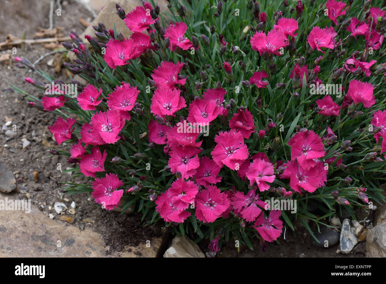 Dianturi 'Twinkle' an ornamental garden alpine flowering red, magenta in a rockery, Berkshire Stock Photo