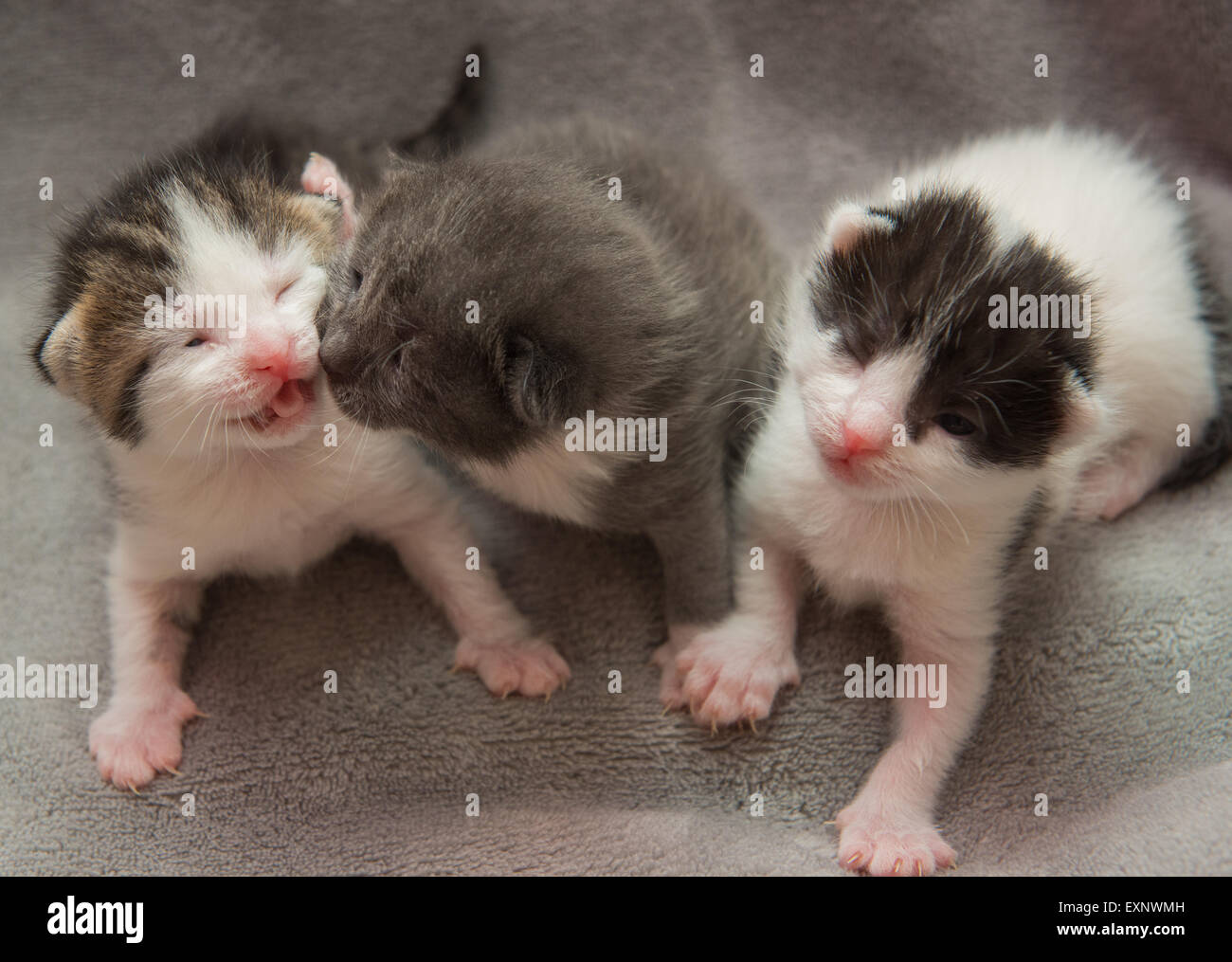 Three neonatal kittens from the same litter on a grey blanket. Their