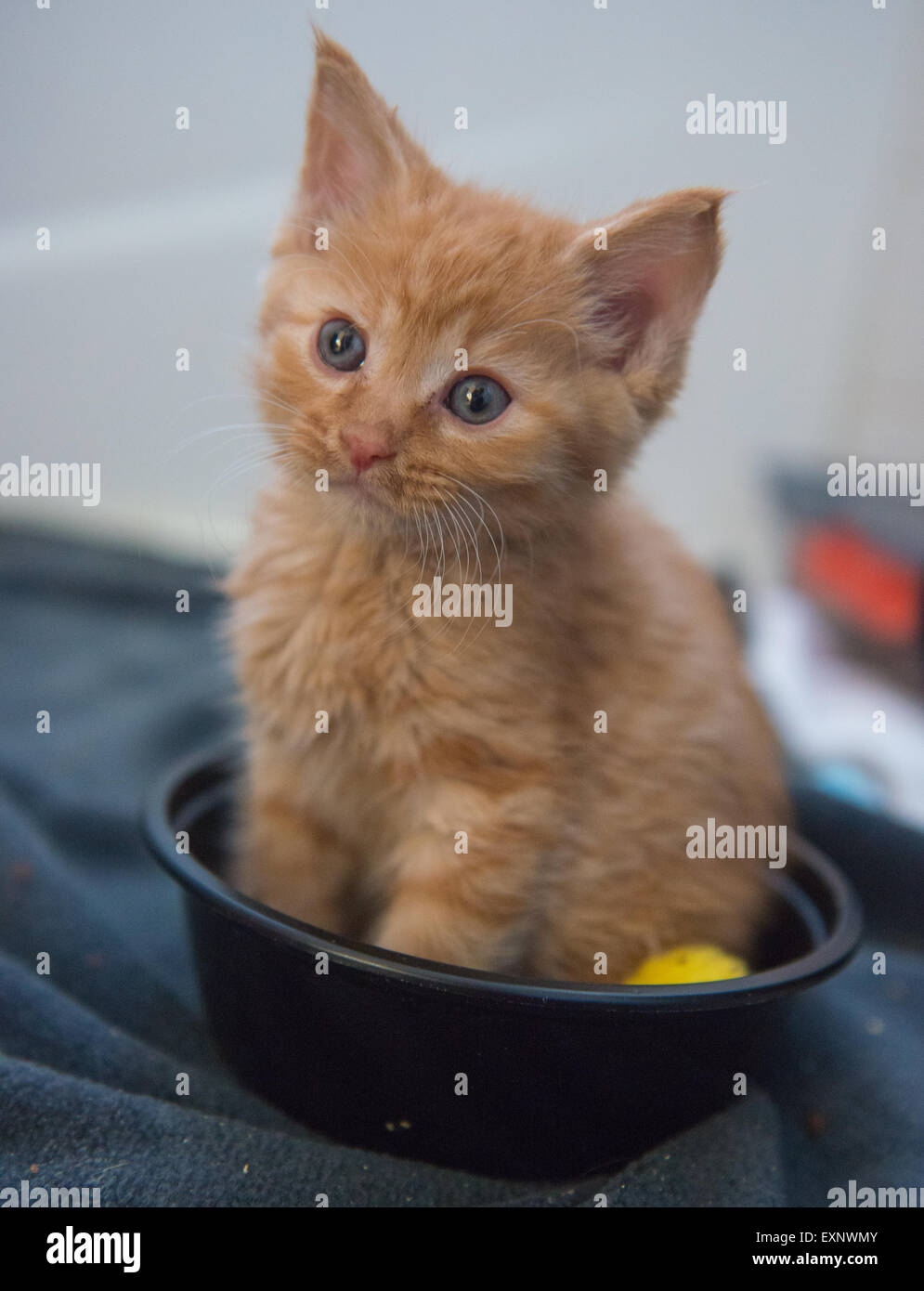 Orange ginger tabby kitten with an upper respiratory infection (cold